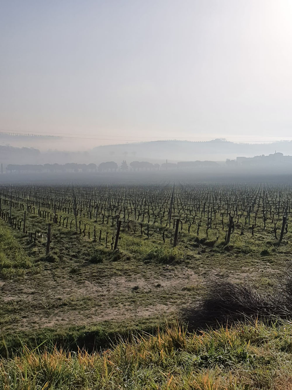 L'inverno in vigna: la potatura invernale
