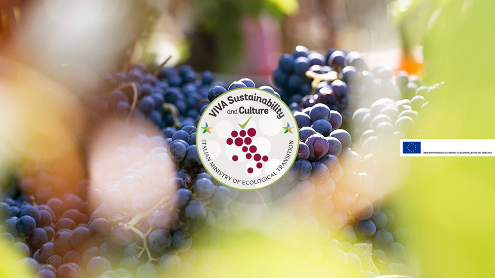 VIVA l'ambiente: Carpineto ottiene la certificazione per la vitivinicoltura sostenibile