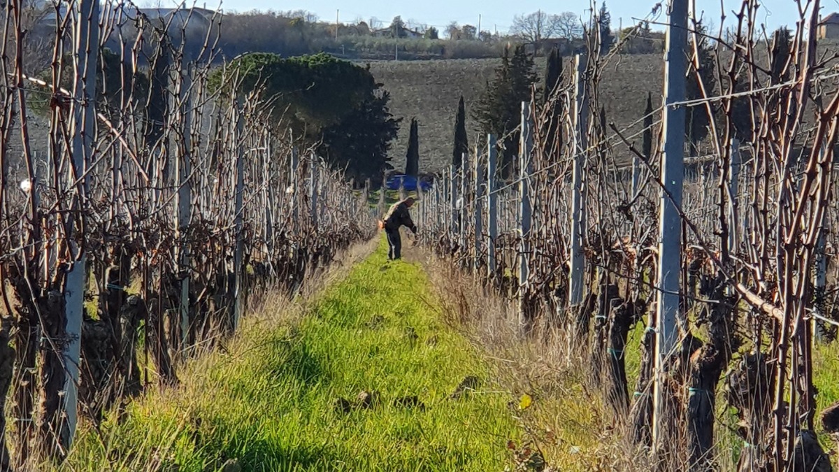 Come e quando si pota la vigna?
