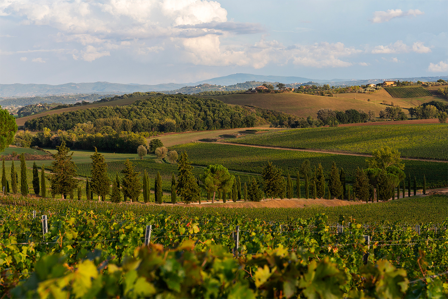 <p>L'eleganza secondo Carpineto: sei vini che definiscono lo stile toscano</p>
