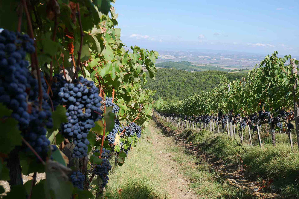 Febbraio: le grandi denominazioni si presentano
