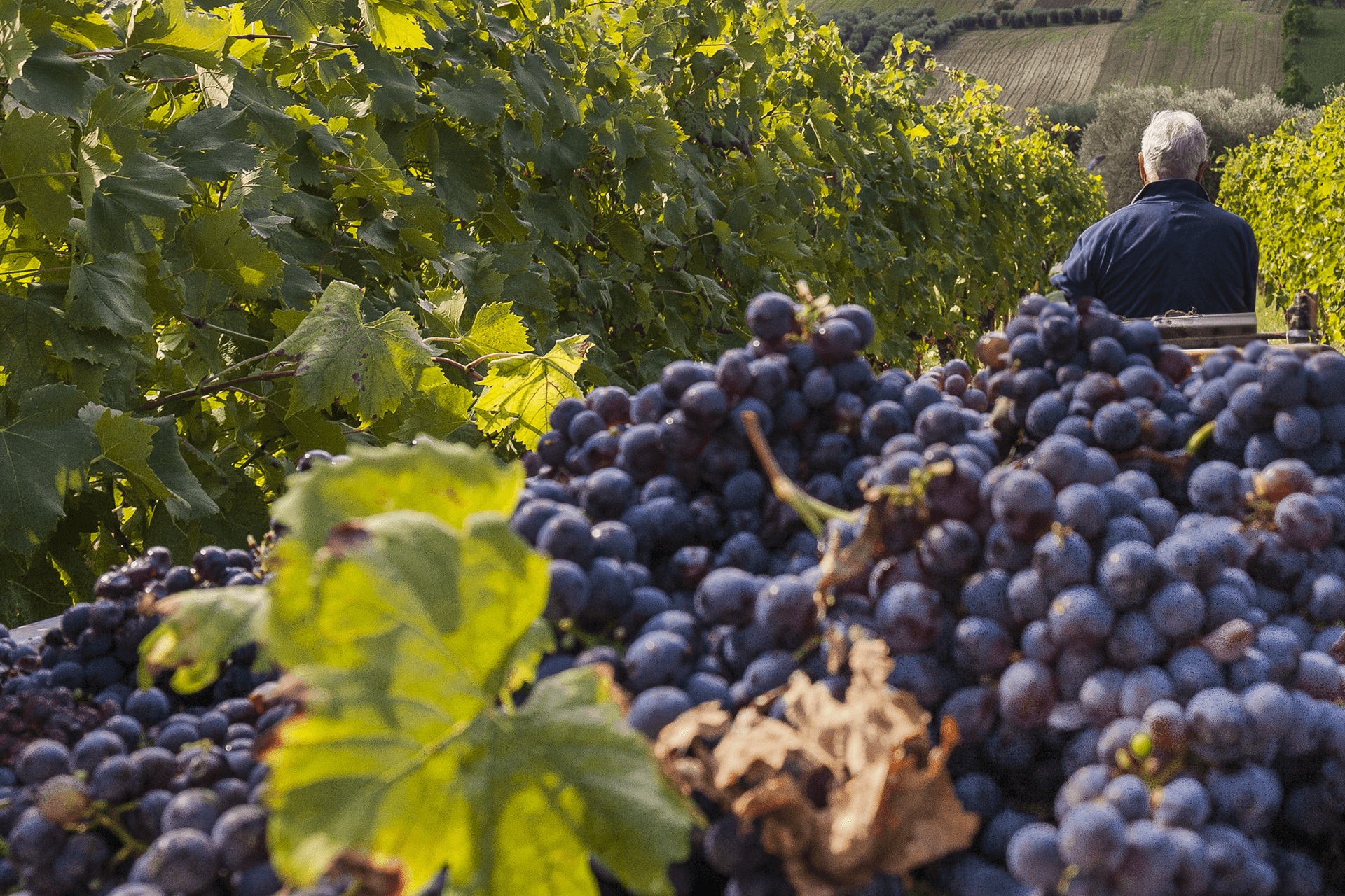 Come si fa il vino: tutte le fasi e i passaggi dalla vendemmia all'imbottigliamento
