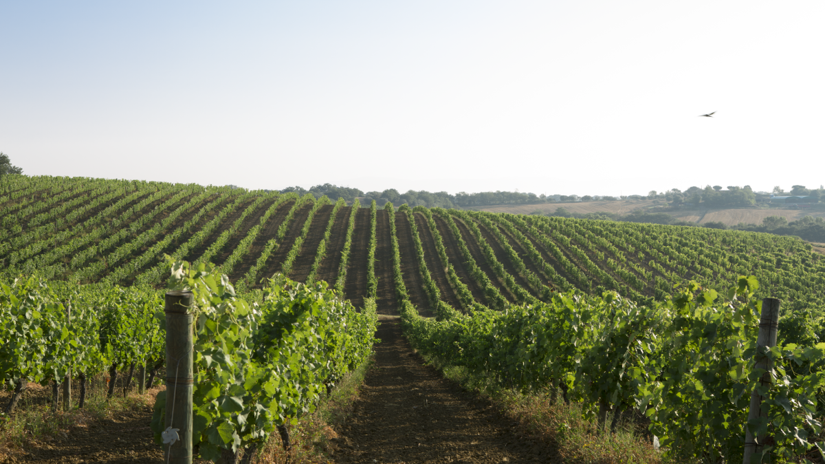 Qual è il ciclo di vita della vite: tutto quello che c'è da sapere
