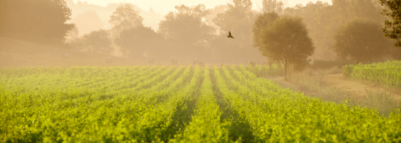 Giornata mondiale della Terra: anche il vino può fare la sua parte sul tema della sostenibilità
