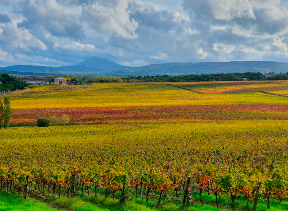 La stagione del vino Novello
