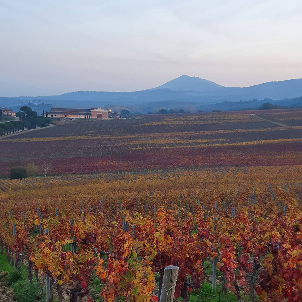 Nobile Carpineto 2017: altissima qualità da una annata difficile